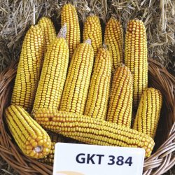 gkt384, Kukorica