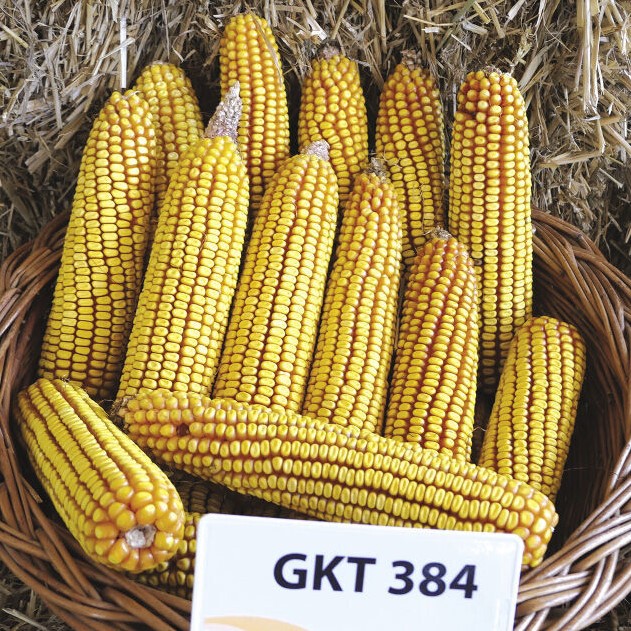 gkt384, Kukorica gkt384, Kukorica
