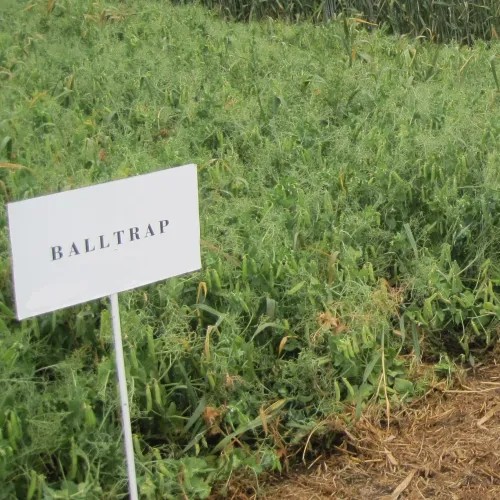 Balltrap Balltrap