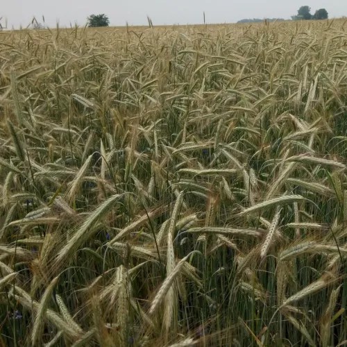 Dankowskie-Diament Dankowskie Diament