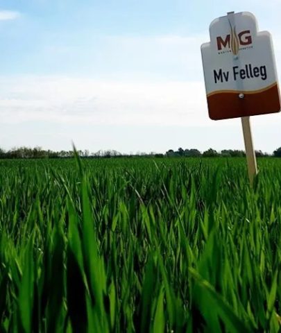 MV-Felleg