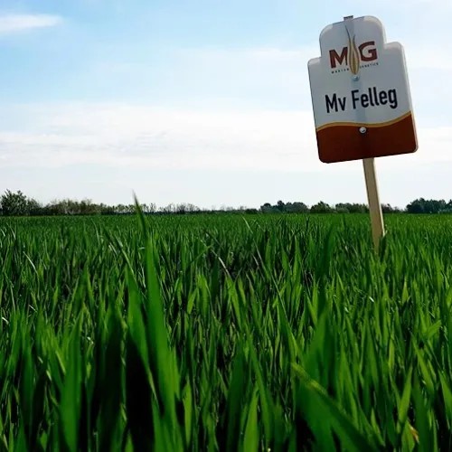 MV-Felleg MV-Felleg